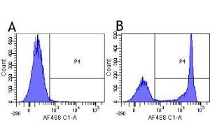 Flow-cytometry using anti-CD4 antibody MT310   Human lymphocytes were stained with an isotype control (panel A) or the rabbit-chimeric version of MT310 ( panel B) at a concentration of 1 µg/ml for 30 mins at RT. (Recombinant CD4 anticorps)