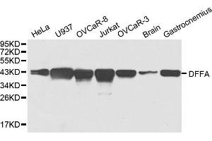 Western blot analysis of extracts of various cell lines, using DFFA antibody.