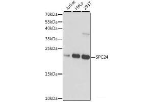 Western blot analysis of extracts of various cell lines using SPC24 Polyclonal Antibody at dilution of 1:1000. (SPC24 anticorps)