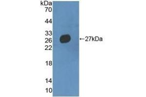 Detection of Recombinant MMRN2, Mouse using Polyclonal Antibody to Multimerin 2 (MMRN2) (MMRN2 anticorps  (AA 23-188))