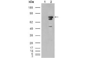 Western blot analysis using BRAF mouse mAb against HEK293T cells transfected with the pCMV6-ENTRY control (1) and pCMV6-ENTRY Braf cDNA (2).