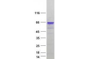 Validation with Western Blot