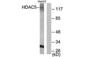 Western blot analysis of extracts from HepG2 cells, using HDAC5 (Ab-259) Antibody. (HDAC5 anticorps  (AA 225-274))