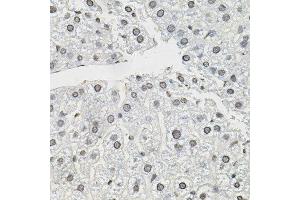 Immunohistochemistry of paraffin-embedded mouse liver using TCEB1 antibody. (TCEB1 anticorps)