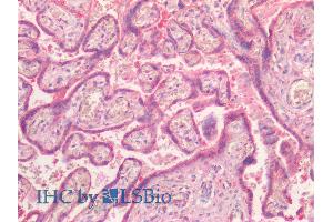 ABIN2851820 (5µg/ml) staining of paraffin embedded Human Placenta.