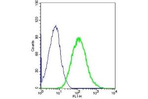 Mouse kidney lysates probed with Rabbit Anti-ETL/ELTD1 Polyclonal Antibody, Unconjugated  (green) at 1:100 for 30 minutes followed by a FITC conjugated secondary antibody compared to unstained cells (blue).