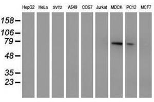 Image no. 2 for anti-Membrane Protein, Palmitoylated 5 (MAGUK P55 Subfamily Member 5) (MPP5) antibody (ABIN1500023) (MPP5 anticorps)