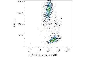 Surface staining of human peripheral blood cells with anti-HLA-class I(W6/32) Alexa Fluor® 488. (MICA anticorps  (PE))