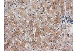 anti-Synaptosomal-Associated Protein, 25kDa (SNAP25) antibody