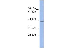 WB Suggested Anti-ZNF300 Antibody Titration:  0. (ZNF300 anticorps  (N-Term))