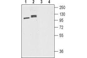 Western blot analysis of mouse (lanes 1 and 3) and rat (lanes 2 and 4) brain lysates: - 1,2. (Dopamine Receptor d1 anticorps  (C-Term, Intracellular))