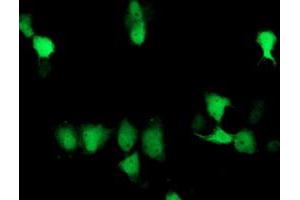 Immunofluorescence (IF) image for anti-Suppressor of Cytokine Signaling 3 (SOCS3) antibody (ABIN1501058) (SOCS3 anticorps)