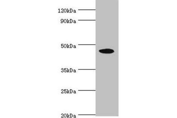 STK32A anticorps  (AA 1-166)