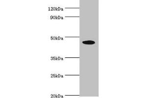 Western blot All lanes: STK32A antibody at 5 μg/mL + HepG2 whole cell lysate Secondary Goat polyclonal to rabbit IgG at 1/10000 dilution Predicted band size: 47, 20, 42 kDa Observed band size: 47 kDa