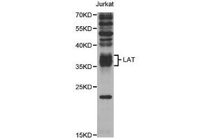 Western blot analysis of extracts of Jurkat cells, using LAT antibody (ABIN5973295) at 1/1000 dilution. (LAT anticorps)