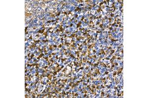 Immunohistochemistry of paraffin-embedded human tonsil using [KO Validated]  Rabbit pAb (ABIN6133581 and ABIN6136917) at dilution of 1:100 (40x lens).