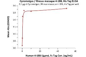 Immobilized Cynomolgus / Rhesus macaque 4-1BB, His Tag (ABIN2870584,ABIN2870585) at 1 μg/mL (100 μL/well) can bind Human 4-1BB Ligand, Fc Tag (ABIN2870602,ABIN2870603) with a linear range of 0.