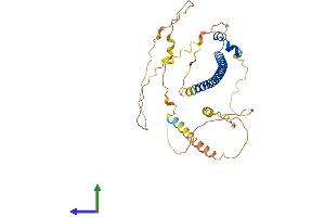 AlphaFold protein structure predicition of Mouse Recombinant Maf Protein, UniprotID P54843