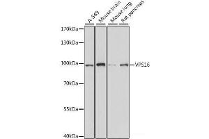 Western blot analysis of extracts of various cell lines using VPS16 Polyclonal Antibody at dilution of 1:1000. (VPS16 anticorps)