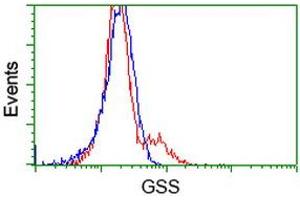 Flow Cytometry (FACS) image for anti-Glutathione Synthetase (GSS) antibody (ABIN1498539) (Glutathione Synthetase anticorps)