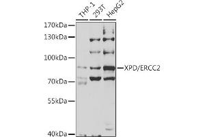 Western blot analysis of extracts of various cell lines, using XPD/XPD/ERCC2 antibody (ABIN6130301, ABIN6140265, ABIN6140266 and ABIN6221277) at 1:1000 dilution. (ERCC2 anticorps  (AA 1-300))