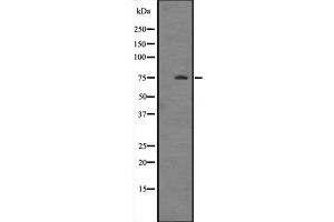 Western blot analysis of HSPA12A expression in Mouse brain tissue lysate ,The lane on the left is treated with the antigen-specific peptide. (HSPA12A anticorps  (N-Term))