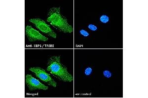 ABIN263217 Immunofluorescence analysis of paraformaldehyde fixed HeLa cells, permeabilized with 0. (XBP1 anticorps  (Internal Region))