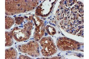 Immunohistochemistry (IHC) image for anti-Iduronate 2-Sulfatase (IDS) antibody (ABIN1498798)