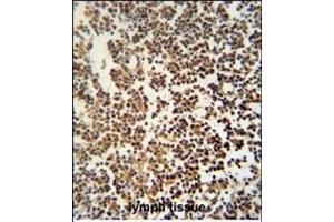GTSF1 antibody (Center) (ABIN654529 and ABIN2844248) immunohistochemistry analysis in formalin fixed and paraffin embedded human lymph tissue followed by peroxidase conjugation of the secondary antibody and DAB staining.