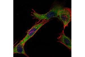 Immunofluorescence analysis of NIH/3T3 cells using HK1 mouse mAb (green). (Hexokinase 1 anticorps)