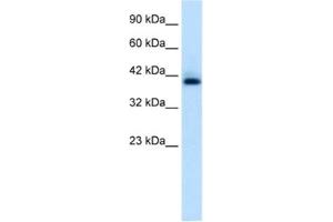 Western Blotting (WB) image for anti-Hexamethylene Bis-Acetamide Inducible 1 (HEXIM1) antibody (ABIN2460946) (HEXIM1 anticorps)