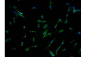 Immunofluorescence staining of U87 cells with ABIN7166529 at 1:500, counter-stained with DAPI.