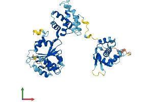 AlphaFold protein structure predicition of Mouse Recombinant Orc5 Protein, UniprotID Q9WUV0