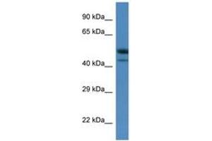 Image no. 1 for anti-SH3-Binding Domain Kinase 1 (SBK1) (C-Term) antibody (ABIN6746290) (SBK1 anticorps  (C-Term))