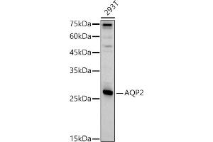 Western blot analysis of extracts of 293T cells, using  antibody (ABIN7265652) at 1:1000 dilution. (AQP2 anticorps  (AA 147-271))