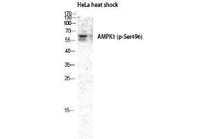 Western Blotting (WB) image for anti-Protein Kinase, AMP-Activated, alpha 1 Catalytic Subunit (PRKAA1) (pSer496) antibody (ABIN3179386) (PRKAA1 anticorps  (pSer496))