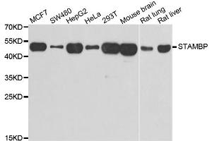 Western blot analysis of extracts of various cell lines, using STAMBP antibody (ABIN5974250) at 1/1000 dilution. (STAMBP anticorps)