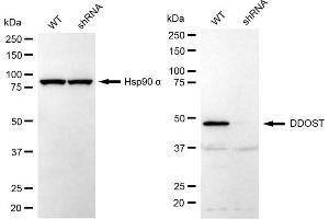 Western blotting analysis using DDOST antibody (ABIN7798384).