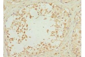 Immunohistochemistry of paraffin-embedded human testis tissue using ABIN7168204 at dilution of 1:100 (RPS6KL1 anticorps  (AA 1-130))