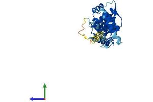 AlphaFold protein structure predicition of Human Recombinant ROPN1L Protein, UniprotID Q96C74