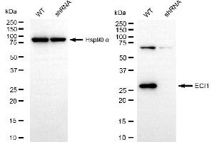 Western blotting analysis using ECI1 antibody (ABIN7798453).