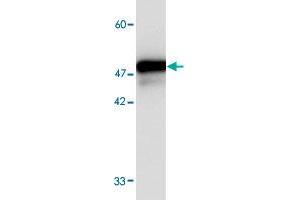 Western blot analysis in FKBP11 recombinant protein with FKBP11 monoclonal antibody, clone 1213s  at 1 : 1000 dilution. (FKBP11 anticorps  (AA 28-201))
