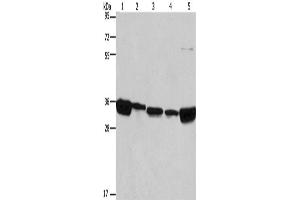 Western Blotting (WB) image for anti-ELAV (Embryonic Lethal, Abnormal Vision, Drosophila)-Like 1 (Hu Antigen R) (ELAVL1) antibody (ABIN2421533) (ELAVL1 anticorps)
