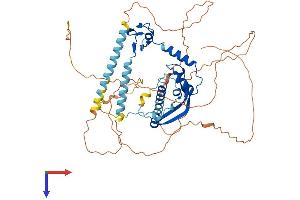AlphaFold protein structure predicition of Human Recombinant CSRNP2 Protein, UniprotID Q9H175