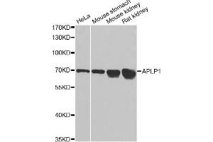 Western blot analysis of extracts of various cell lines, using APLP1 antibody (ABIN1871026) at 1:1000 dilution. (APLP1 anticorps)