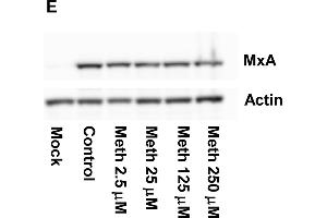 Effects of meth on influenza infection-induced IFN responses in human lung epithelial A549 cells. (MX1 anticorps  (Internal Region))