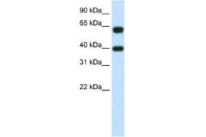 NXF3 antibody used at 1. (NXF3 anticorps  (C-Term))