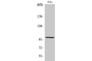 Western Blotting (WB) image for anti-Heat Shock 105kDa/110kDa Protein 1 (HSPH1) (C-Term) antibody (ABIN3180115) (HSPH1 anticorps  (C-Term))
