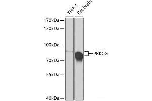 Western blot analysis of extracts of various cell lines using PRKCG Polyclonal Antibody at dilution of 1:500. (PKC gamma anticorps)