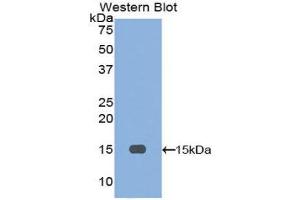 Western Blotting (WB) image for anti-Inhibin, beta A (INHBA) (AA 309-424) antibody (ABIN1078187) (INHBA anticorps  (AA 309-424))